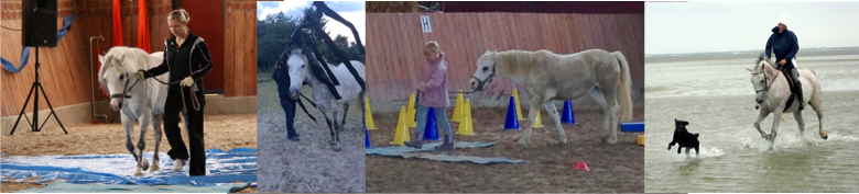 Gelassenheitstraining Banner